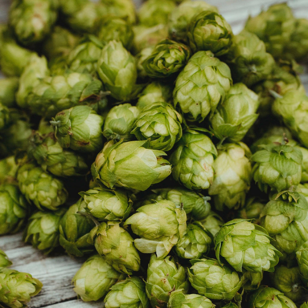 6 facts you didn't know about hops: - AFP | Aseptic Fruit Purees