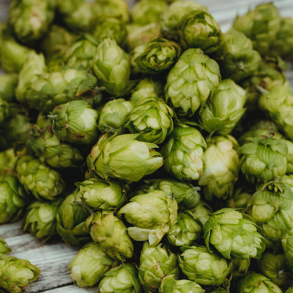 6 facts you didn't know about hops: