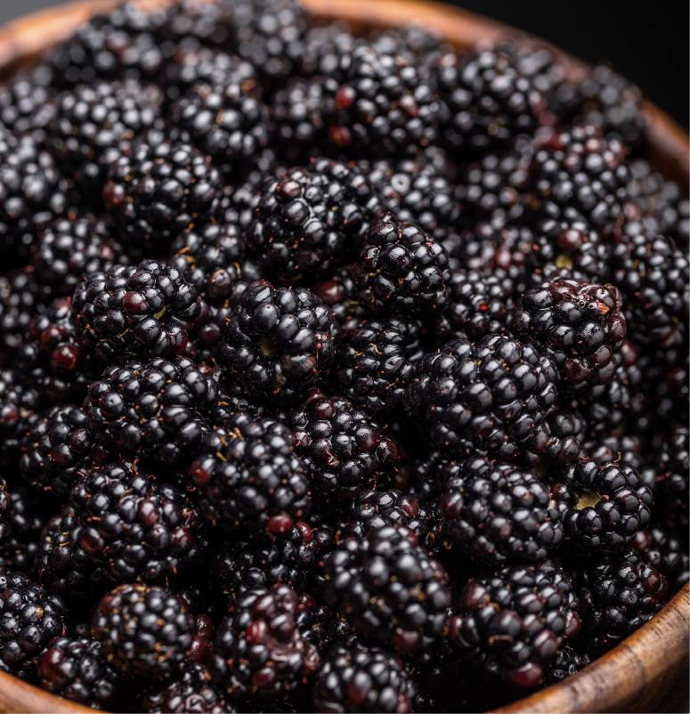 NEW BLACKBERRY VARIETY FOR BREWING