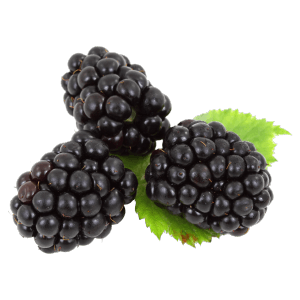 Blackberry Aseptic Fruit Purée