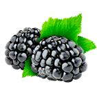 Blackberry