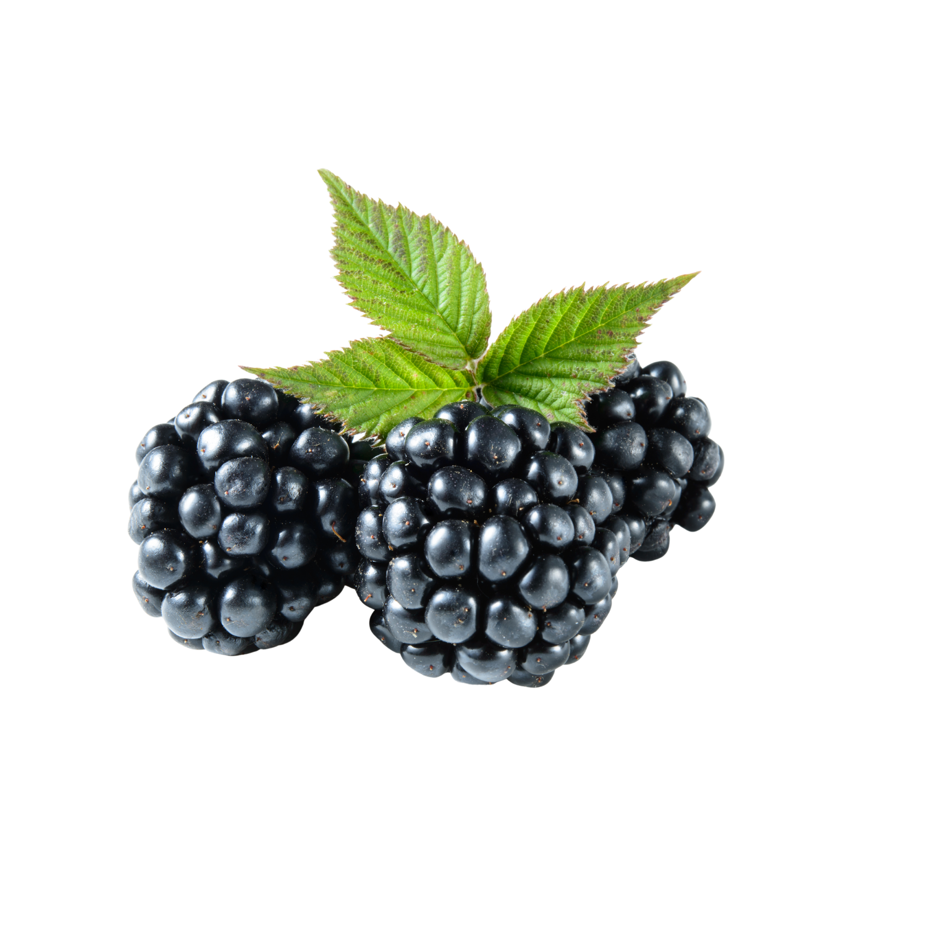 Blackberry Concentrate